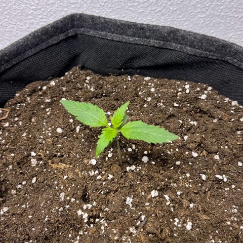 Chantal growlog timeline photo