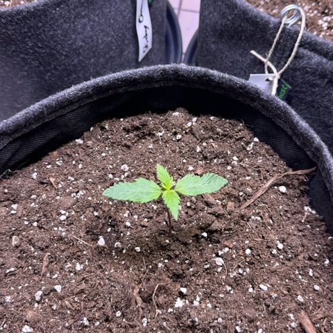 Bärbel growlog timeline photo