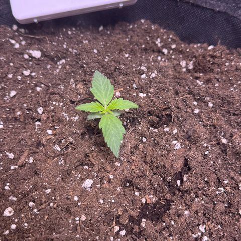 Gisela  growlog timeline photo