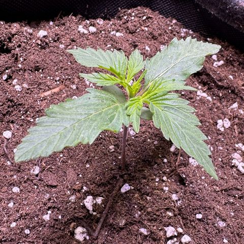 Bärbel growlog timeline photo