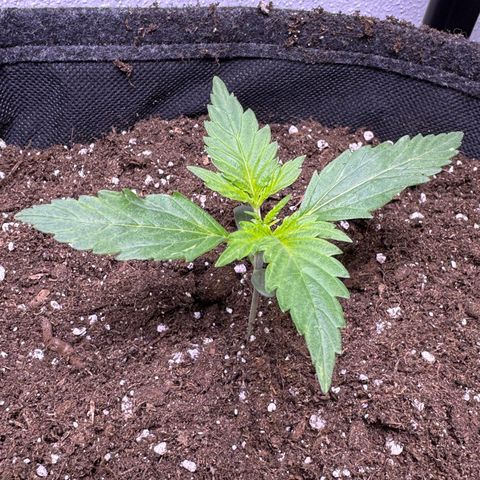 Chantal growlog timeline photo