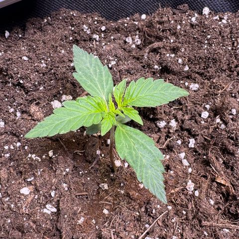 Gisela  growlog timeline photo