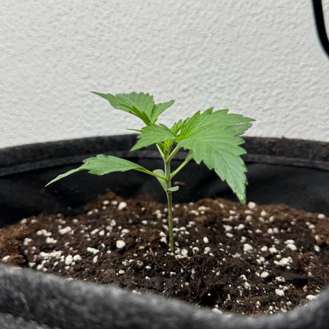 Chantal growlog timeline photo