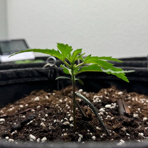 Bärbel growlog timeline photo
