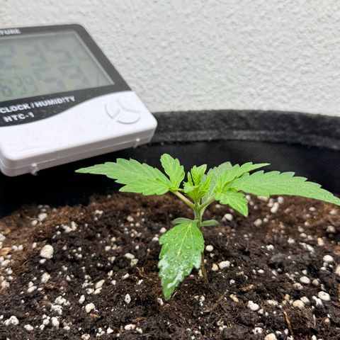Gisela  growlog timeline photo
