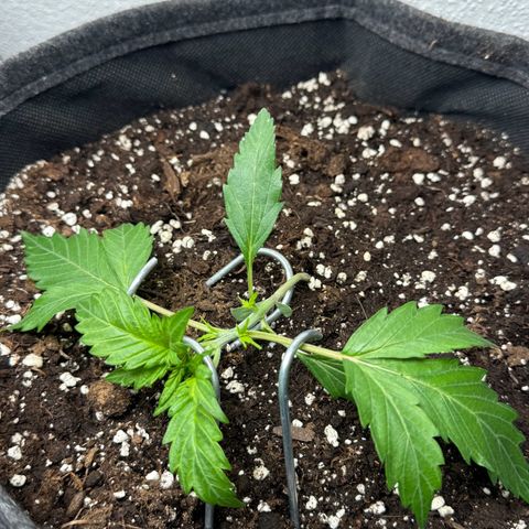 Chantal growlog timeline photo