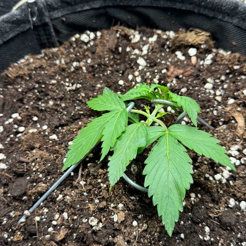 Bärbel growlog timeline photo