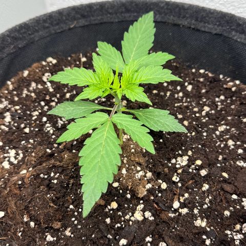 Gisela  growlog timeline photo