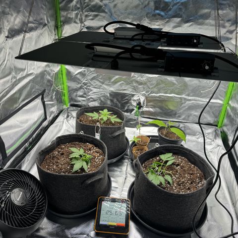 Bärbel growlog timeline photo