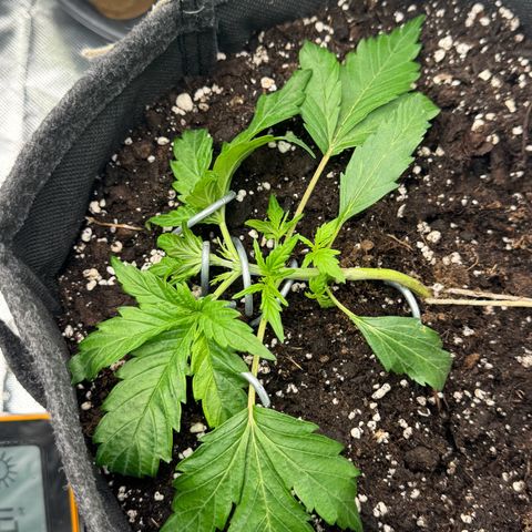 Chantal growlog timeline photo