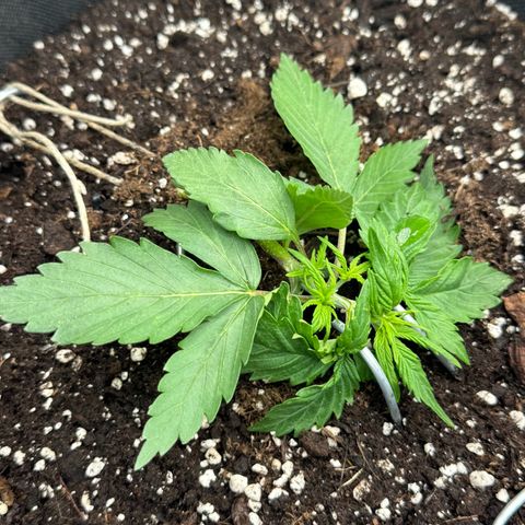 Bärbel growlog timeline photo
