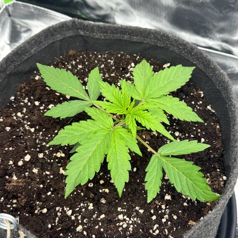 Gisela  growlog timeline photo
