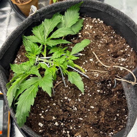 Chantal growlog timeline photo