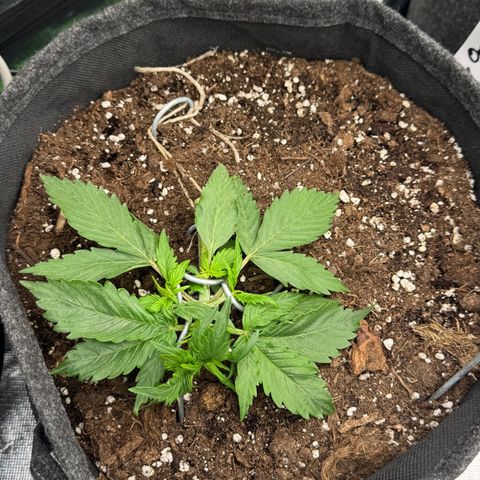 Bärbel growlog timeline photo