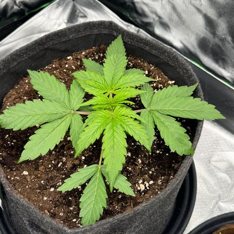 Gisela  growlog timeline photo