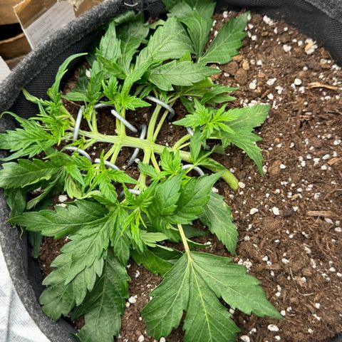 Chantal growlog timeline photo