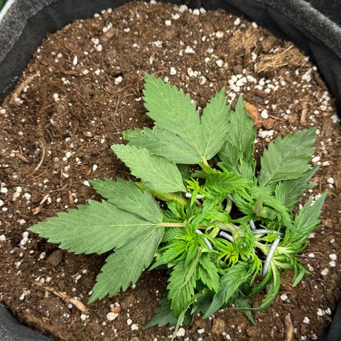 Bärbel growlog timeline photo