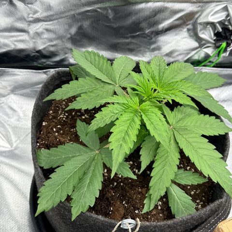 Gisela  growlog timeline photo