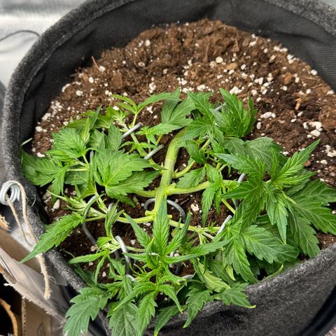 Chantal growlog timeline photo