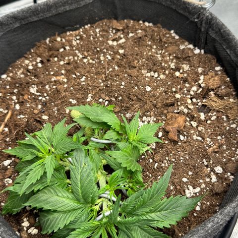 Bärbel growlog timeline photo