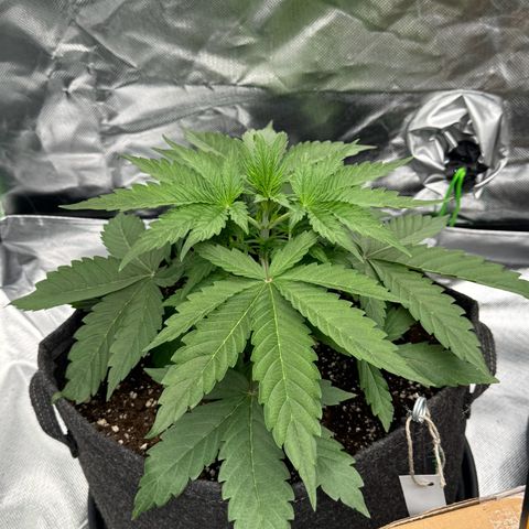 Gisela  growlog timeline photo