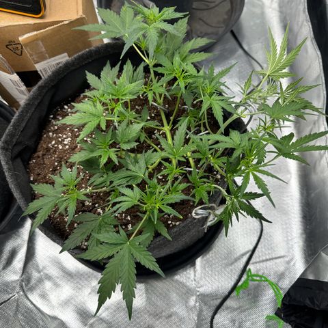 Chantal growlog timeline photo