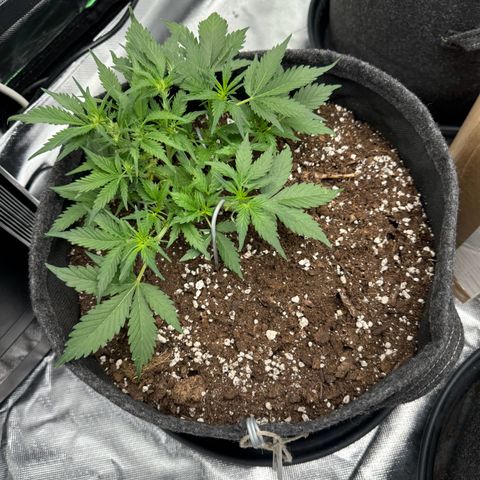 Bärbel growlog timeline photo