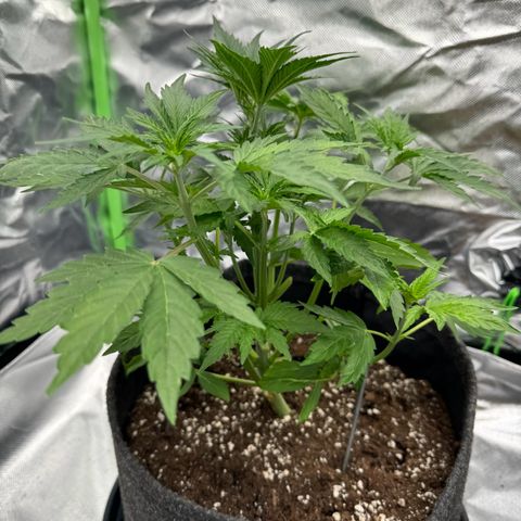 Gisela  growlog timeline photo