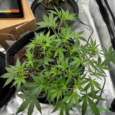 Chantal growlog timeline photo