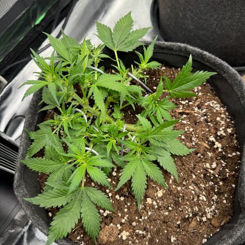 Bärbel growlog timeline photo