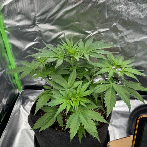 Gisela  growlog timeline photo