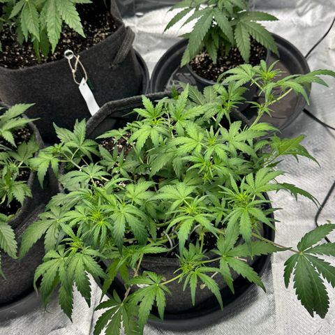 Chantal growlog timeline photo