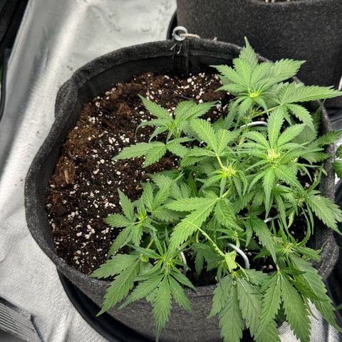 Bärbel growlog timeline photo