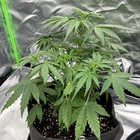 Gisela  growlog timeline photo