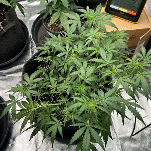 Chantal growlog timeline photo