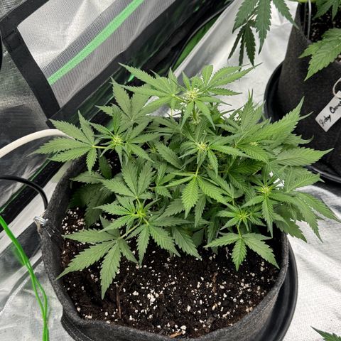Bärbel growlog timeline photo