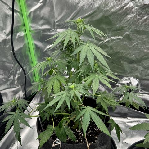 Gisela  growlog timeline photo