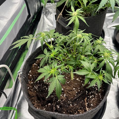 Bärbel growlog timeline photo