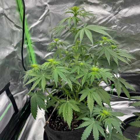 Gisela  growlog timeline photo