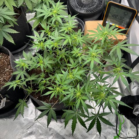 Chantal growlog timeline photo
