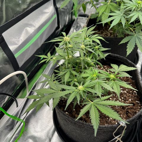 Bärbel growlog timeline photo