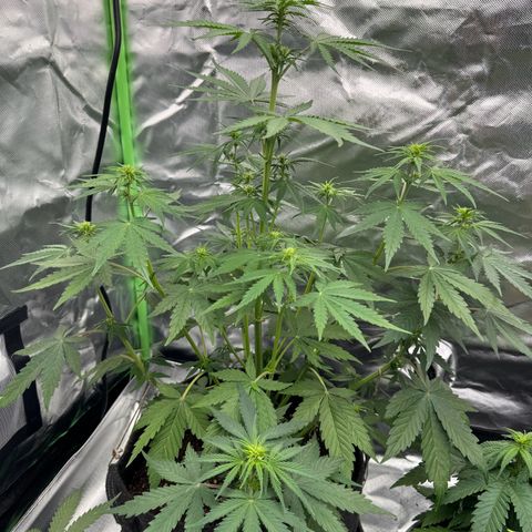 Gisela  growlog timeline photo
