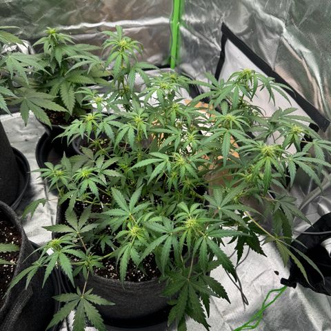 Chantal growlog timeline photo