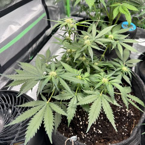 Bärbel growlog timeline photo