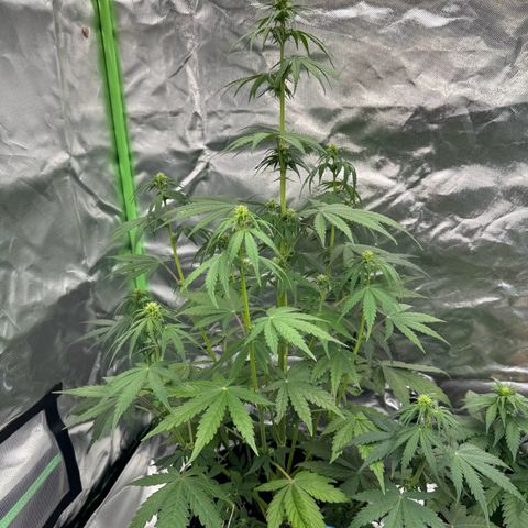 Gisela  growlog timeline photo