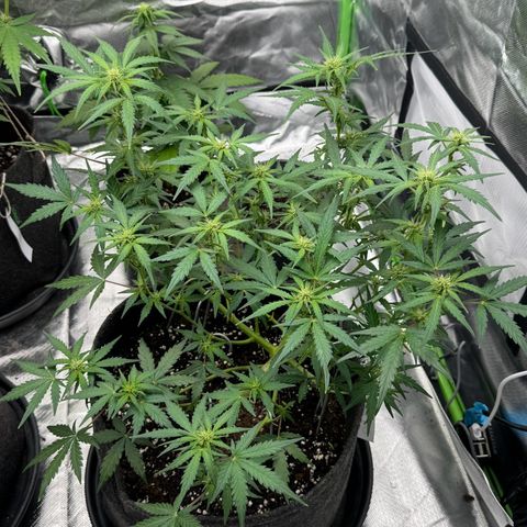 Chantal growlog timeline photo