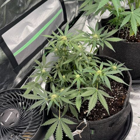 Bärbel growlog timeline photo
