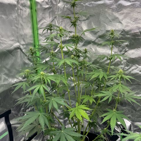 Gisela  growlog timeline photo