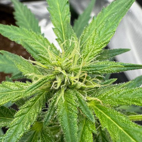 Chantal growlog timeline photo