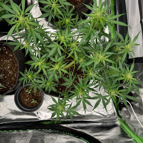 Chantal growlog timeline photo